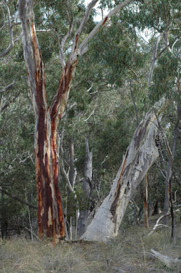 APII jpeg image of Eucalyptus rossii  © contact APII