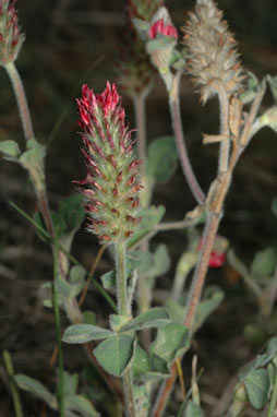 APII jpeg image of Trifolium incarnatum var. incarnatum  © contact APII