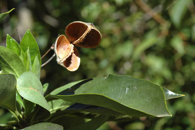 APII jpeg image of Hymenosporum flavum  © contact APII