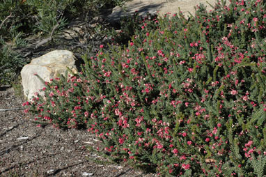 APII jpeg image of Grevillea lanigera  © contact APII