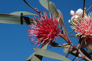 APII jpeg image of Hakea laurina  © contact APII