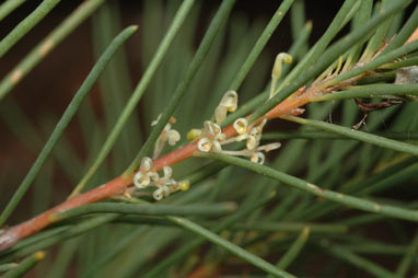 APII jpeg image of Hakea pachyphylla  © contact APII