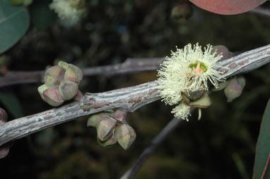 APII jpeg image of Eucalyptus boliviana  © contact APII