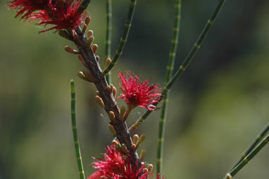 APII jpeg image of Allocasuarina lehmanniana subsp. ecarinata  © contact APII