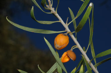 APII jpeg image of Pittosporum angustifolium  © contact APII