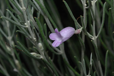 APII jpeg image of Eremophila scoparia  © contact APII