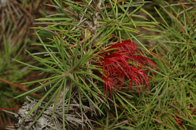 APII jpeg image of Calothamnus pinifolius  © contact APII