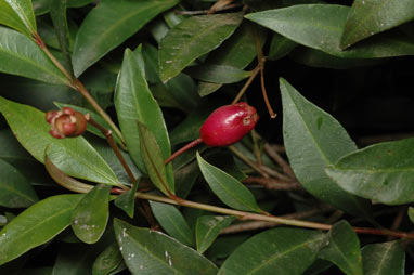 APII jpeg image of Syzygium paniculatum 'Lillyput'  © contact APII