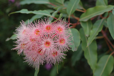 APII jpeg image of Corymbia 'Summer Beauty'  © contact APII