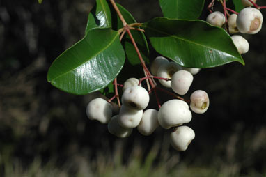 APII jpeg image of Syzygium smithii  © contact APII