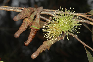 APII jpeg image of Eucalyptus megacornuta  © contact APII