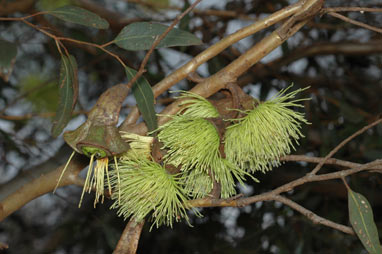 APII jpeg image of Eucalyptus megacornuta  © contact APII