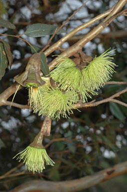 APII jpeg image of Eucalyptus megacornuta  © contact APII