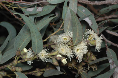 APII jpeg image of Eucalyptus conglobata subsp. perata  © contact APII