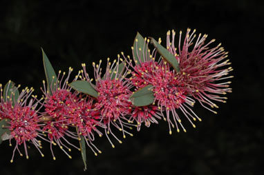 APII jpeg image of Hakea 'Burrendong Beauty'  © contact APII