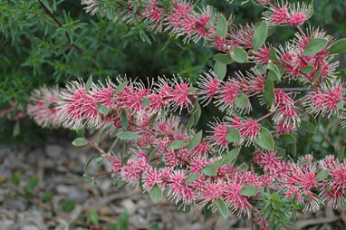 APII jpeg image of Hakea 'Burrendong Beauty'  © contact APII