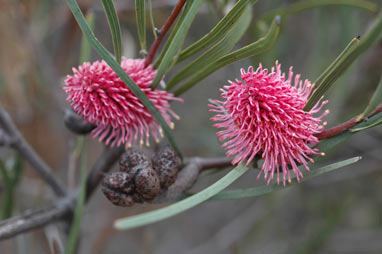 APII jpeg image of Hakea grammatophylla  © contact APII