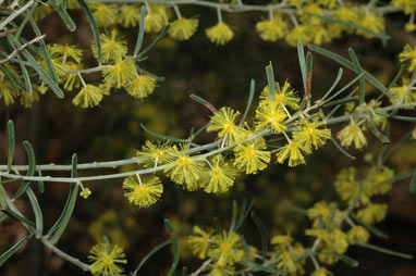 APII jpeg image of Acacia flexifolia  © contact APII