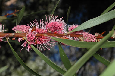 APII jpeg image of Hakea 'Winter Burgundy'  © contact APII