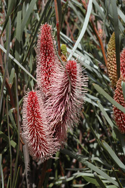 APII jpeg image of Hakea francisiana  © contact APII