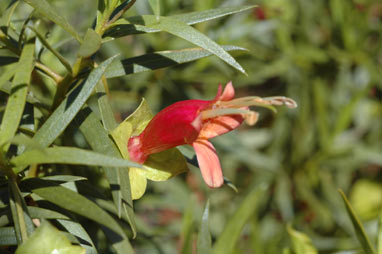 APII jpeg image of Eremophila duttonii  © contact APII