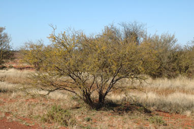 APII jpeg image of Acacia tetragonophylla  © contact APII