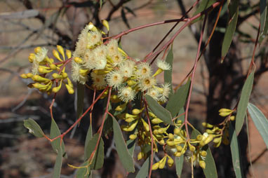 APII jpeg image of Eucalyptus thozetiana  © contact APII