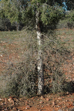 APII jpeg image of Flindersia maculosa  © contact APII