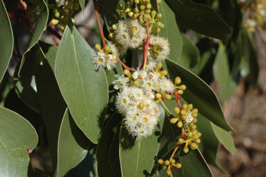 APII jpeg image of Eucalyptus populnea  © contact APII