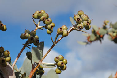 APII jpeg image of Eucalyptus gillii  © contact APII