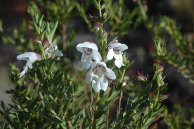 APII jpeg image of Prostanthera striatiflora  © contact APII