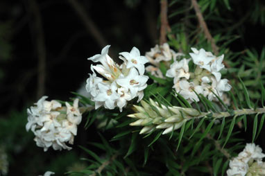 APII jpeg image of Epacris obtusifolia  © contact APII