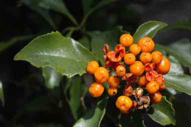 APII jpeg image of Auranticarpa rhombifolia  © contact APII