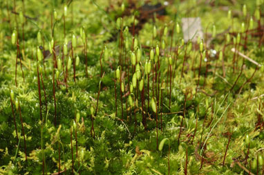 APII jpeg image of Rosulabryum billarderi  © contact APII