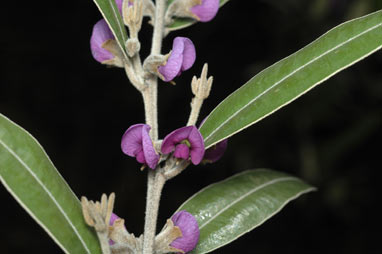 APII jpeg image of Hovea elliptica  © contact APII