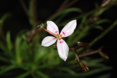 APII jpeg image of Stylidium laricifolium  © contact APII