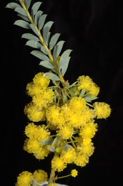 APII jpeg image of Acacia camptoclada  © contact APII