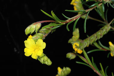 APII jpeg image of Hibbertia spicata  © contact APII