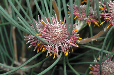 APII jpeg image of Isopogon scabriusculus subsp. stenophyllus  © contact APII