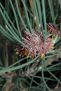 APII jpeg image of Isopogon scabriusculus subsp. stenophyllus  © contact APII