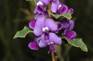 APII jpeg image of Hovea chorizemifolia  © contact APII