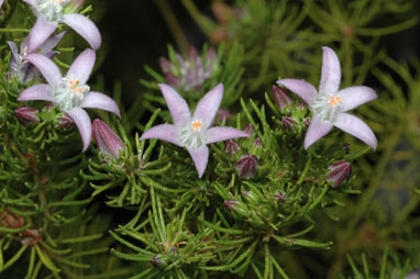 APII jpeg image of Philotheca salsolifolia subsp. salsolifolia  © contact APII