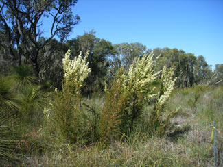 APII jpeg image of Grevillea curviloba subsp. curviloba  © contact APII