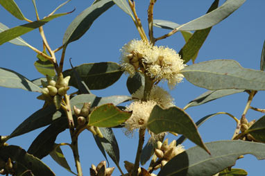 APII jpeg image of Eucalyptus notactites  © contact APII