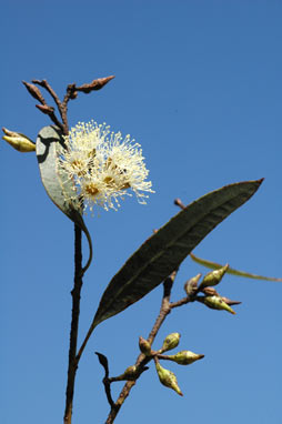 APII jpeg image of Eucalyptus petrensis  © contact APII