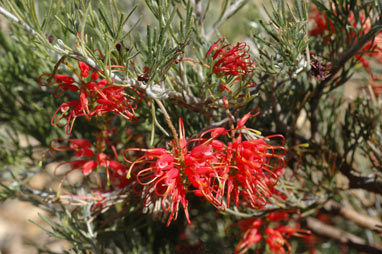 APII jpeg image of Grevillea preissii subsp. glabrilimba  © contact APII