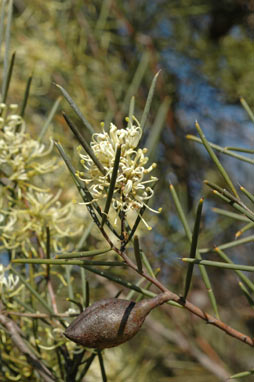 APII jpeg image of Hakea tephrosperma  © contact APII