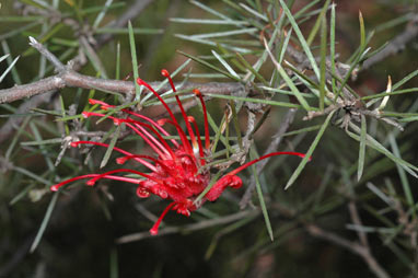 APII jpeg image of Grevillea phillipsiana  © contact APII