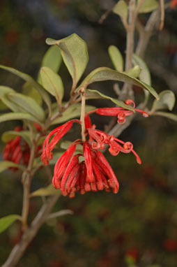 APII jpeg image of Grevillea parvula  © contact APII