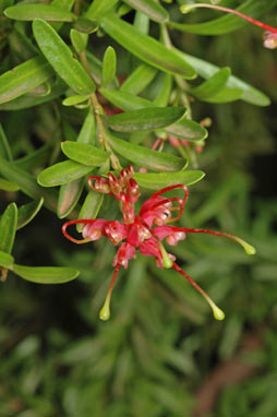 APII jpeg image of Grevillea obtusifolia  © contact APII